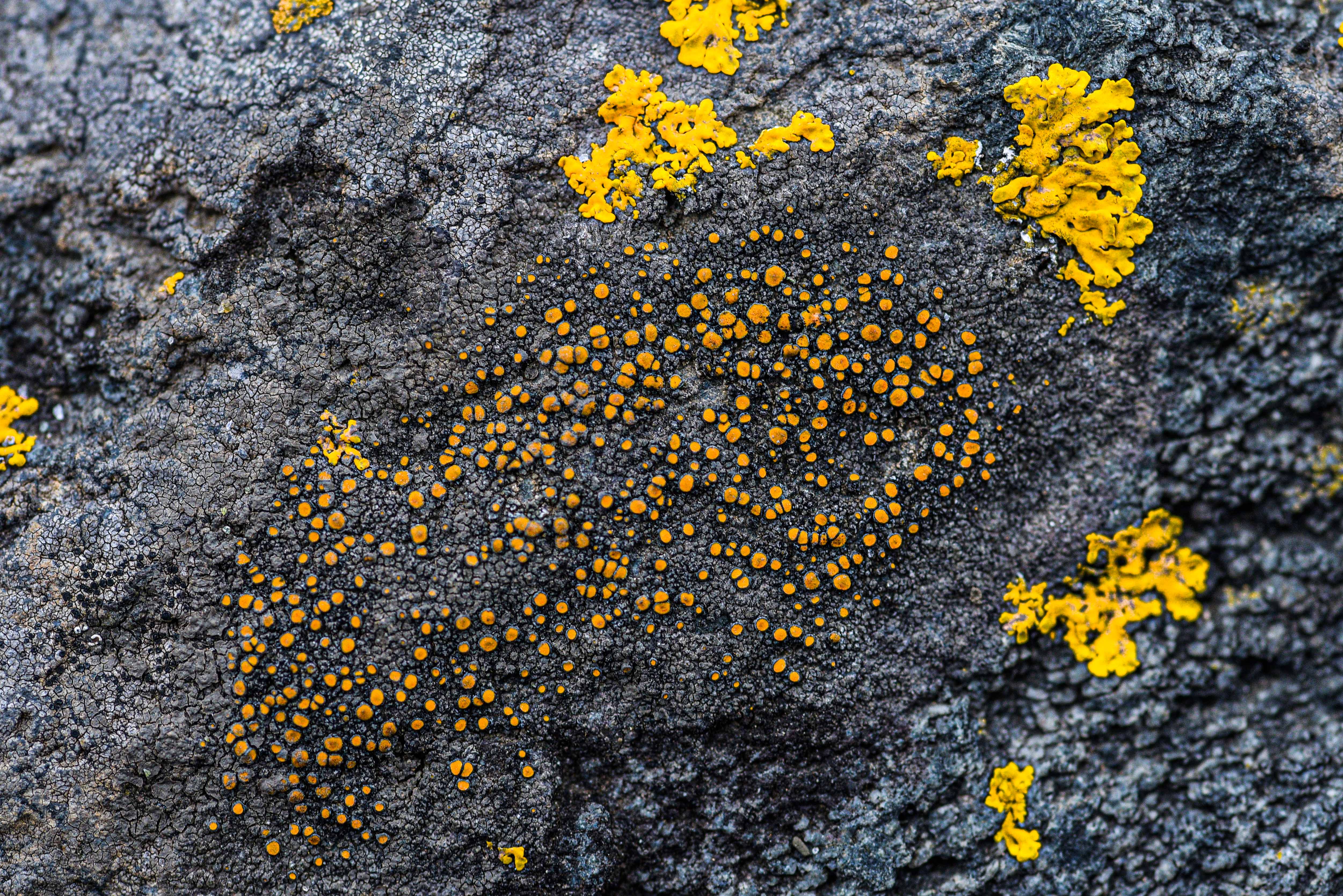 Textura natural de líquenes anaranjados